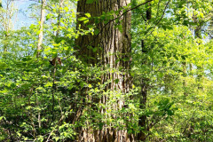 073_Eastern-Cottonwood_Trunk_Updated-photo-2020