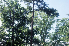 075_Shortleaf-Pine_Entire-tree_Original-photo