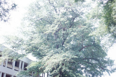 076_Water-Oak_Entire-Tree_Original-photo