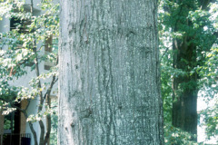 076_Water-Oak_Trunk_Original-photo