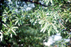 076_Water-Oak_leaves_Original-photo