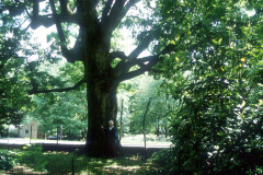 077_White-Oak_Trunk_Original-photo