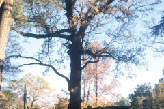 079_Southern-Red-Oak_Entire-tree_Original-photo