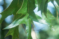 079_Southern-Red-Oak_Leaves_Original-photo