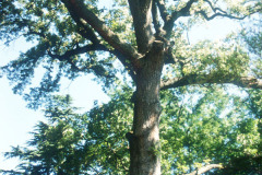 079_Southern-Red-Oak_Trunk-and-canopy_Original-photo