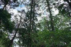 080_Bald-Cypress_Entire-Tree-LEFT_Updated-photo-2020