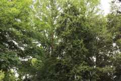 080_Bald-Cypress_Entire-tree-RIGHT_Updated-photo-2020