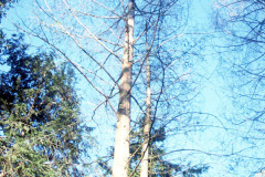 080_Bald-Cypress_Entire-tree_Original-photo