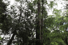 080_Bald-Cypress_Entire-tree_Updated-photo-2020