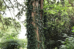 080_Bald-Cypress_Trunk_Updated-photo-20201