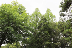 081_Bald-Cypress_Entire-tree-LEFT_Updated-photo-20201