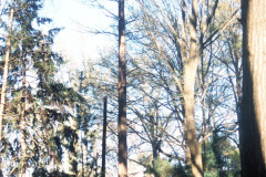 081_Bald-Cypress_Entire-tree-dormant_Original-photo