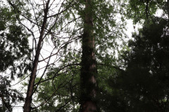 081_Bald-Cypress_Entire-tree_Updated-photo-2020