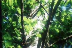 081_Bald-Cypress_Foliage_Original-photo