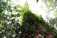 081_Bald-Cypress_Trunk-and-Canopy_Updated-photo-2020