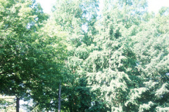 081_Bald-Cypress_Whole-tree_Original-photo