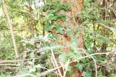 082_Coast-Redwood_-Trunk_Updated-photo-2020