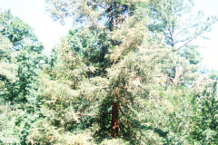 082_Coast-Redwood_Entire-tree_Original-photo