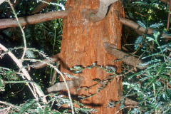 082_Coast-Redwood_Trunk_Original-photo