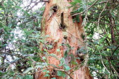 082_Coast-Redwood_Trunk_Updated-photo-2020