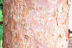 083_Dragon-Eye-Pine_bark_Updated-photo-2020