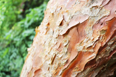 083_Dragons-Eye-Pine_Bark_Updated-photo-2020