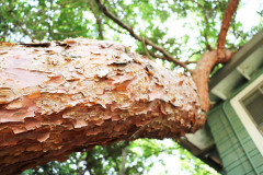 083_Dragons-Eye-Pine_Bark_Updated-photo-20201