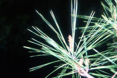 083_Dragons-Eye-Pine_Foliage_Original-photo