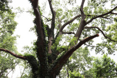 084_Willow-Oak_Canopy_Updated-photo