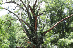 084_Willow-Oak_Trunk_Updated-photo