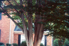 085_Zelkova_Trunk_Original-photo