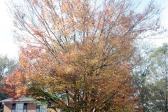 085_Zelkova_Whole-tree-in-autumn_Original-photo