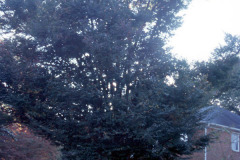 085_Zelkova_Whole-tree_Original-photo