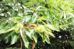 086_Chinese-Chestnut_Chestnuts_Updated-photo-2020