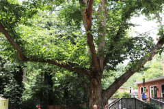 086_Chinese-Chestnut_Entire-Tree-with-Edith-Rowe_Updated-photo-2020