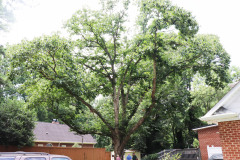 086_Chinese-Chestnut_Entire-Tree_Updated-photo-2020