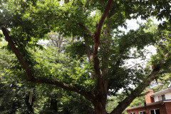 086_Chinese-Chestnut_Entire-Tree_Updated-photo-20201