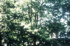 086_Chinese-Chestnut_Whole-tree_Original-photo