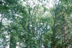 089_Tree-of-Heaven_Entire-Tree_Original-photo