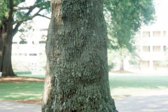 089_Tree-of-Heaven_Trunk_Original-photo