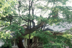 090_Sassafras_Entire-Tree_Original-photo1