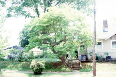 090_Sassafras_Entire-tree_Original-photo