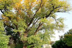 092_Eastern-Cottonwood_Entire-tree_Updated-photo-2019