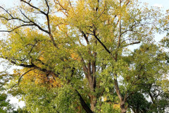 092_Eastern-Cottonwood_Entire-tree_Updated-photo-20191