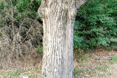 092_Eastern-Cottonwood_Trunk_Updated-photo-2019