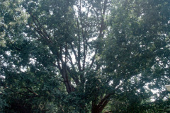 094_White-Oak_Entire-tree_Original-photo