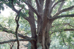 094_White-Oak_Trunk_Original-photo