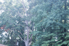 095_American-Beech_Entire-tree_Original-photo