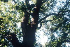 096_Yellow-Poplar_Trunk-and-canopy_Original-photo