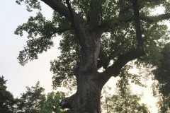 096_Yellow-Poplar_Trunk-and-canopy_Updated-photo-2019